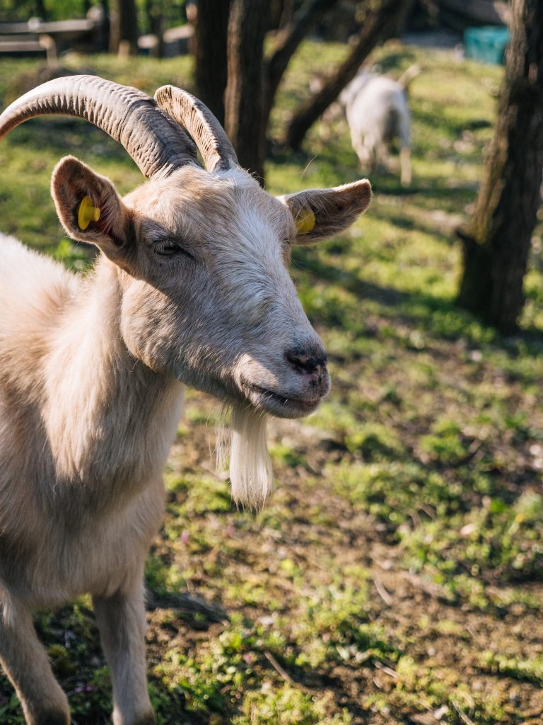 Doboška