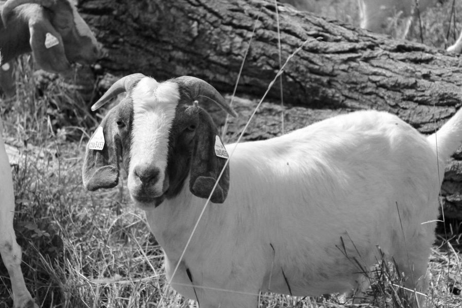 Amálka - adoptovaná