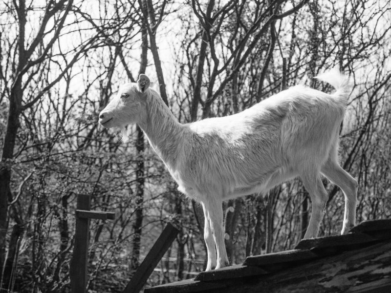 Bohumila Adoptovaná