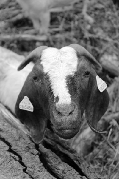 Boška - adoptovaná