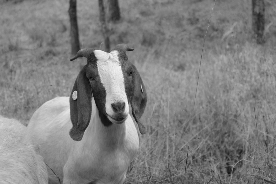 Kamilka - adoptovaná