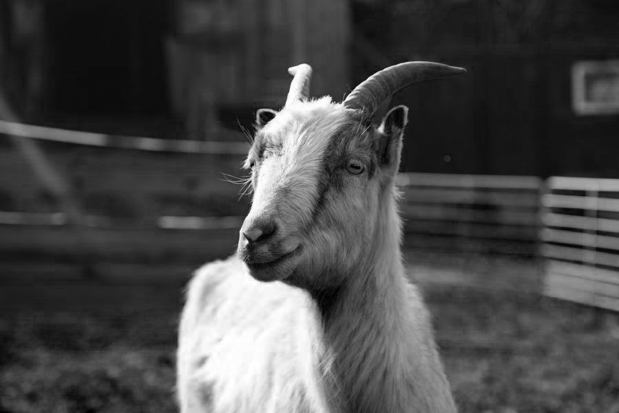 Kamzička Adoptovaná