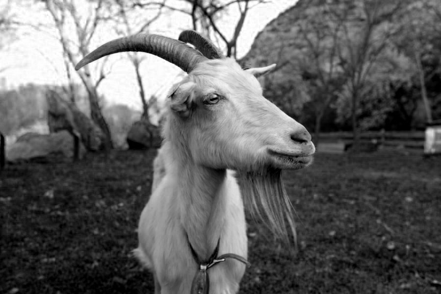 Radegast Adoptovaný