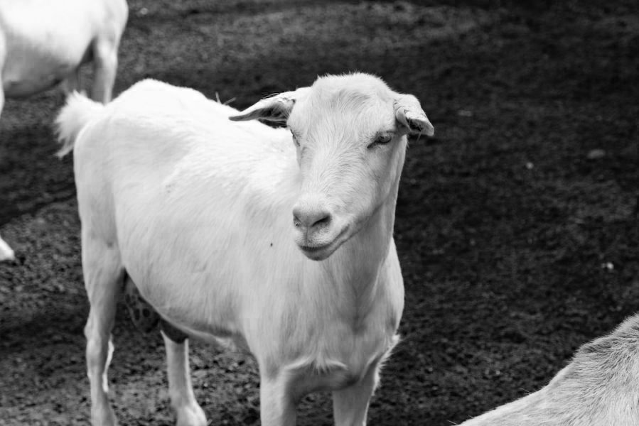 Snehulienka adoptovaná