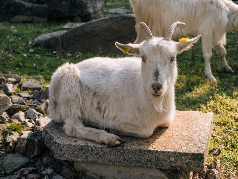 Koza Lemroška